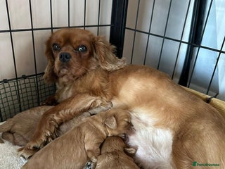 Cavapoo dogs Cavapoo - Advert 4