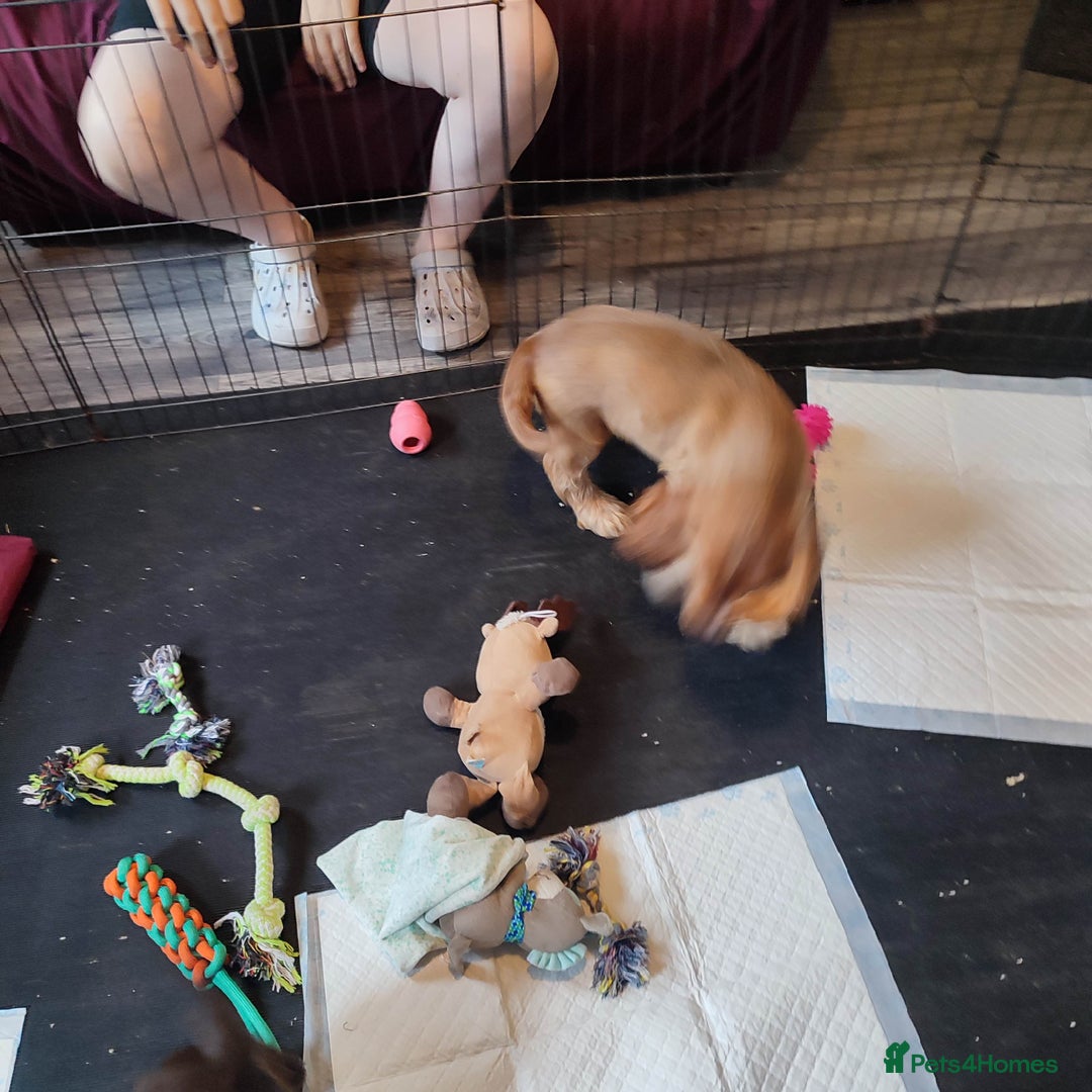 Cocker Spaniel dogs for sale: Show type cocker spaniel pups by Rosie - Image 25