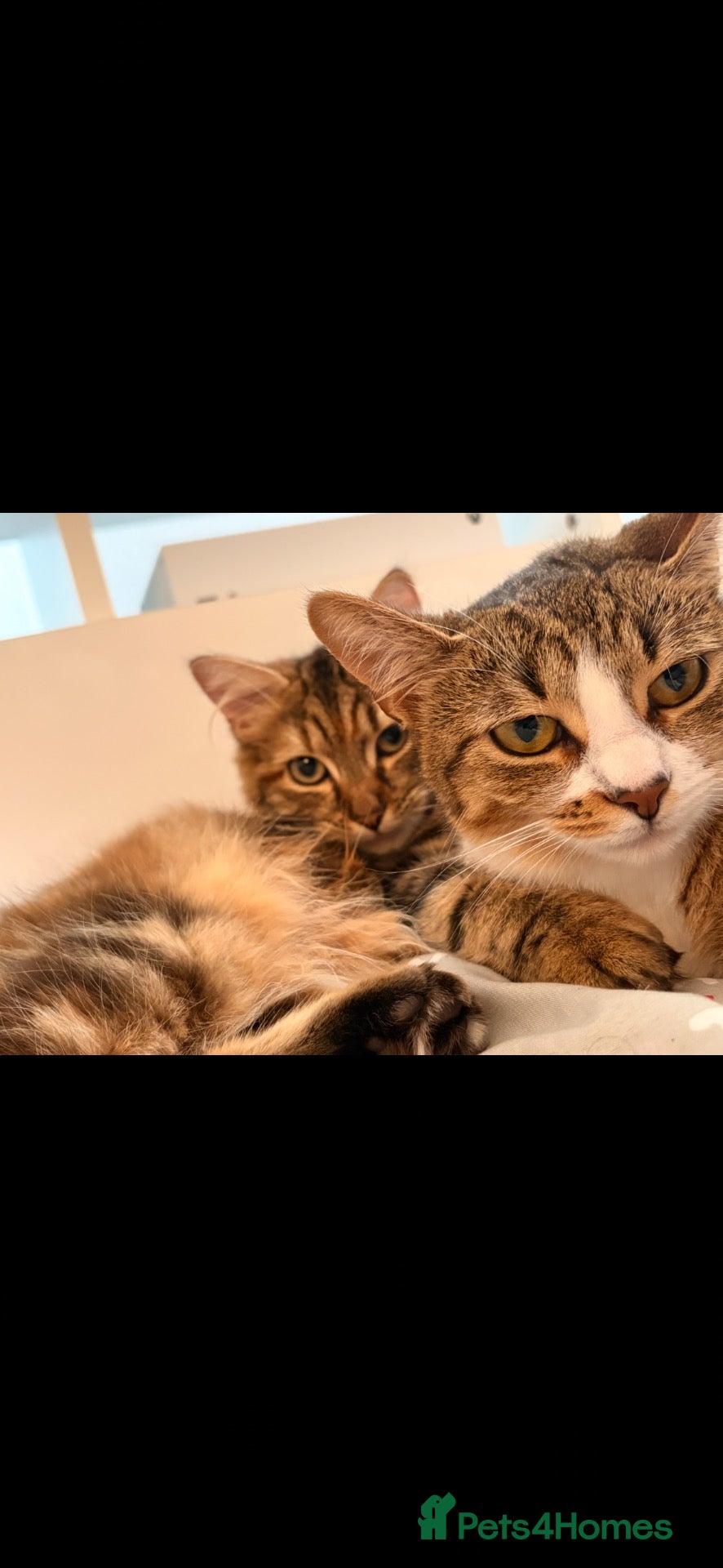 Mixed Breed cats 2 female cats   - Advert 2
