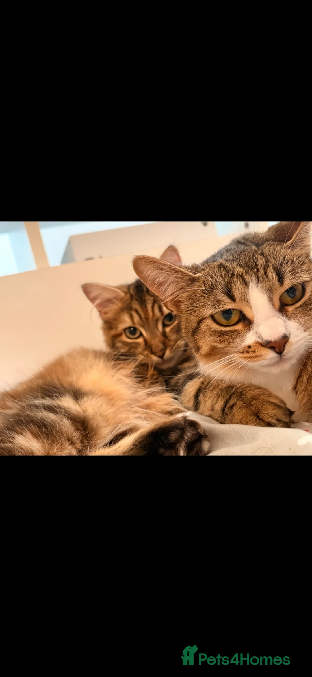 Mixed Breed cats for sale: 2 female cats   in Rotherham - Advert 1
