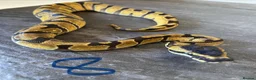 Python Snake reptiles for sale: Hatchling royal pythons. - Advert 20