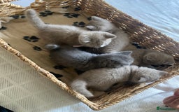 British Shorthair cats for sale: LAST 2 FEMALE kittens British shorthair kittens  in Maidstone - Image 3