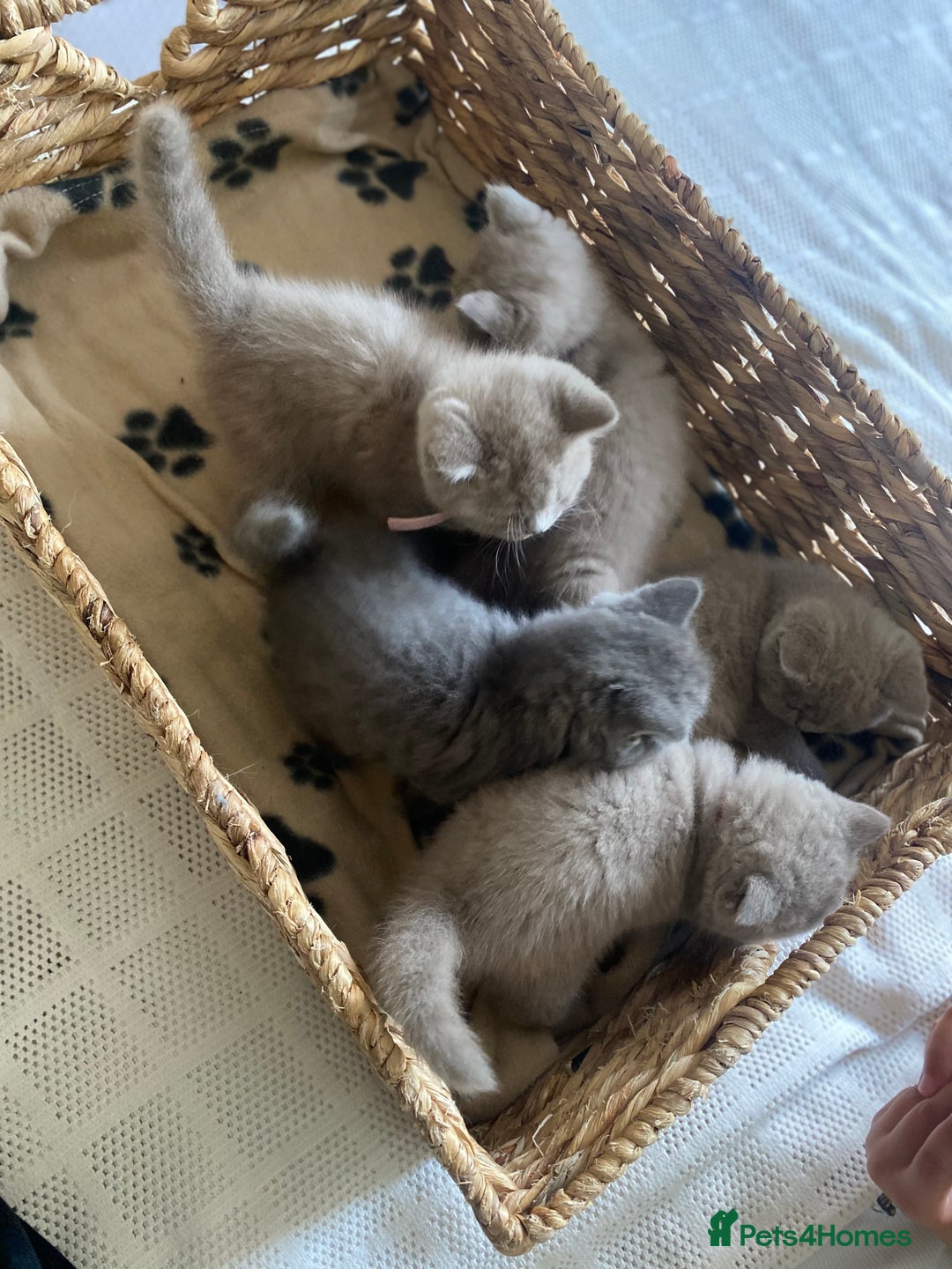 British Shorthair cats for sale: LAST 2 FEMALE kittens British shorthair kittens  in Maidstone - Image 3