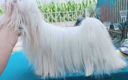 Maltipoo dogs for stud: Teddy 100% Korean Maltese kc registered for stud  in Birmingham - Image 2