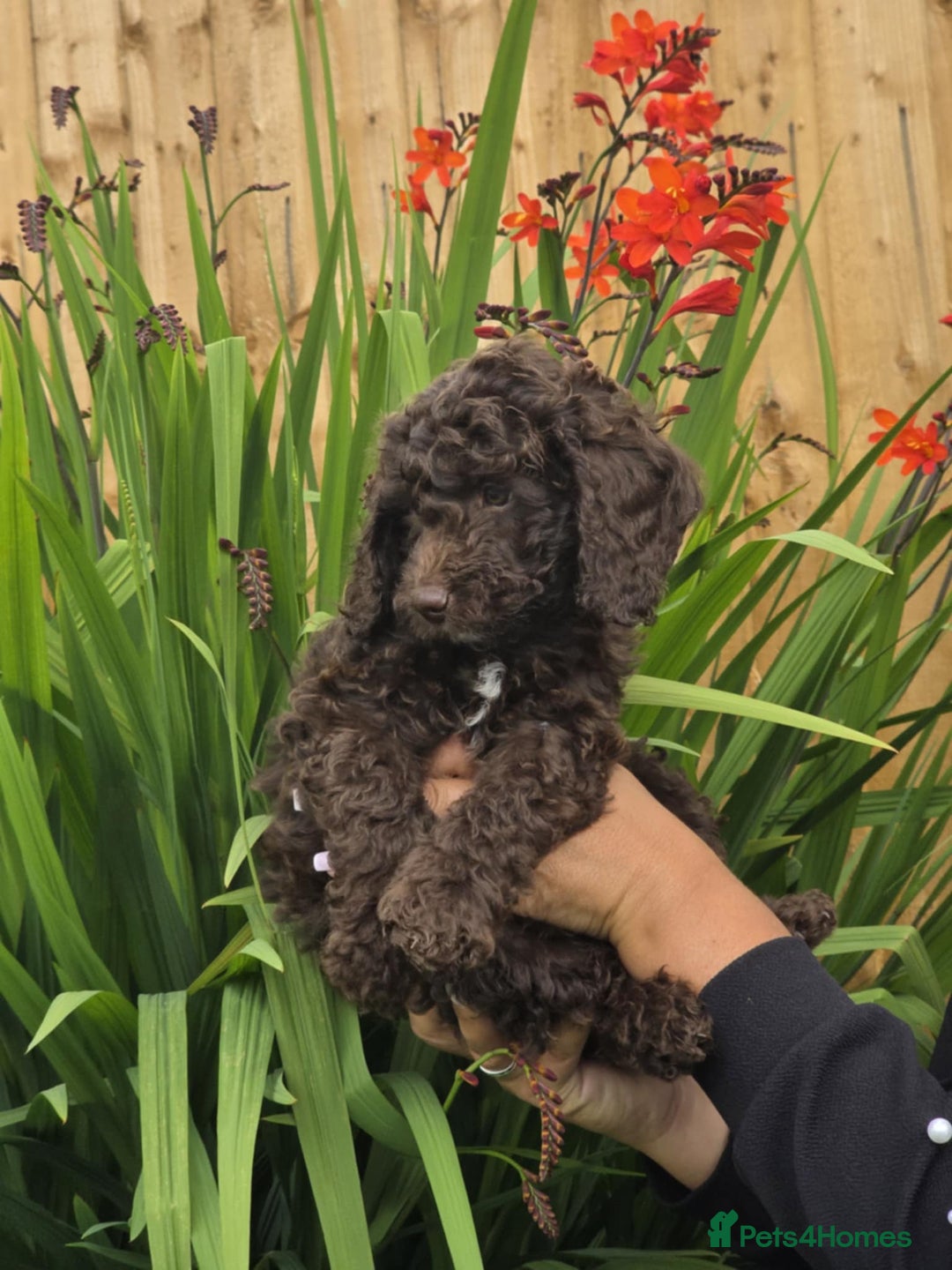 Sproodle dogs for sale: Gorgeous Chocolate Sproodle Puppies - Image 4