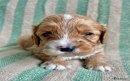 Cavapoo dogs for sale: CAVAPOO 5* LICENSED BREEDERS - Image 3