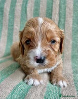 Cavapoo dogs CAVAPOO 5* LICENSED BREEDERS - Advert 4