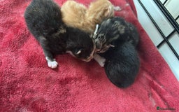 Mixed Breed cats for sale: Ginger male kitten - Image 6