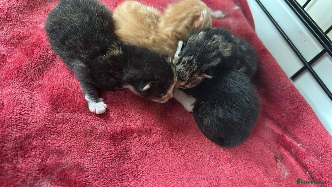 Mixed Breed cats for sale: Ginger male kitten - Image 6