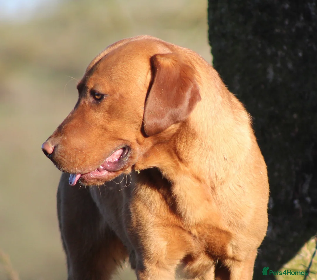 Labrador Retriever dogs for stud: Extensively Health Tested Fox Red Labrador Stud in Totnes - Advert 6