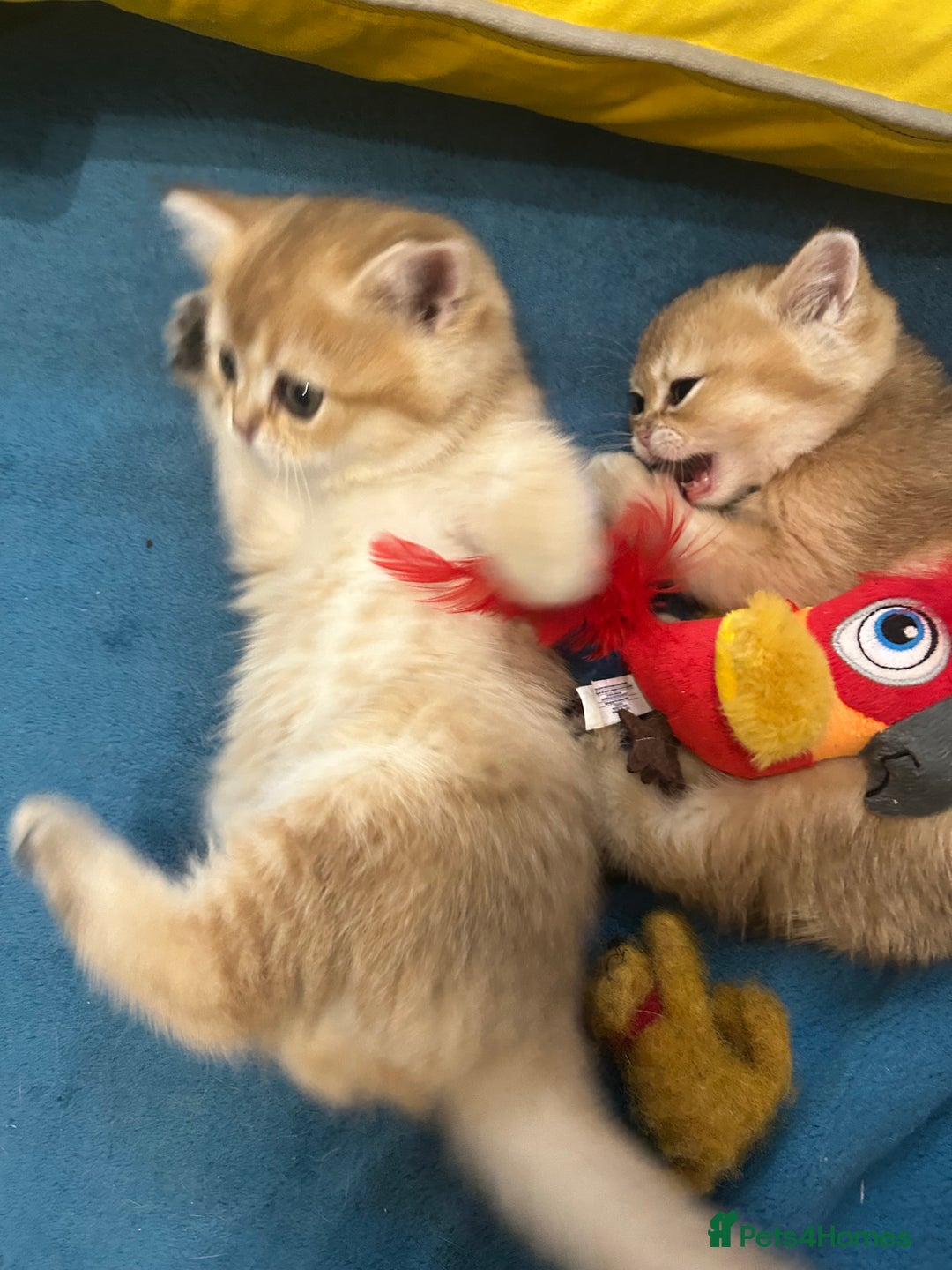 Scottish Fold cats for sale: Gold chinchilla baby’s available  - Advert 6