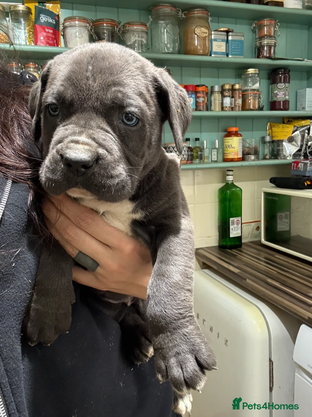 Mixed Breed dogs for sale: Cane Corso Puppies  - Advert 9
