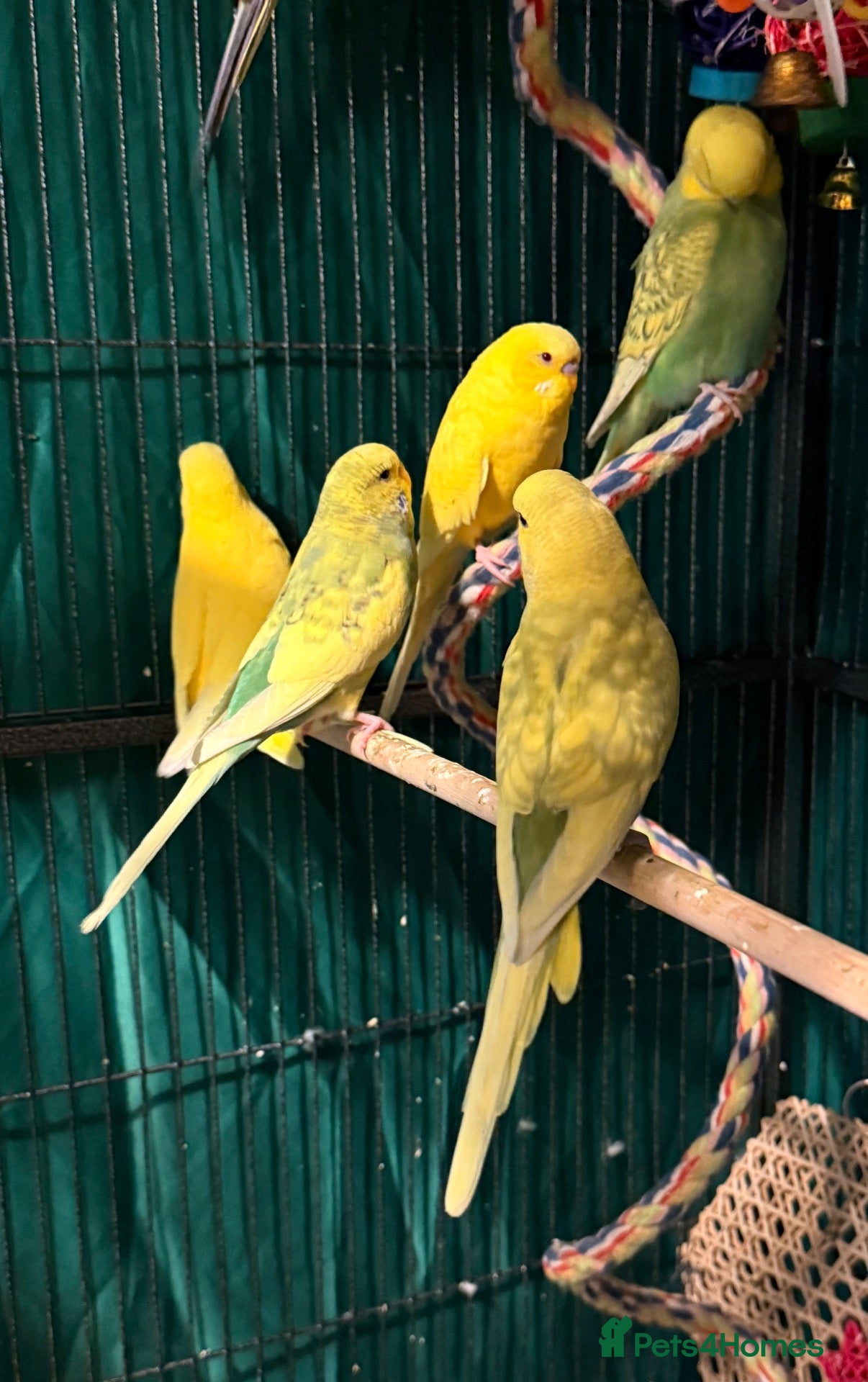 Budgerigars birds Young budgies male and female  Runcorn wa7   - Advert 2