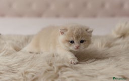 British Shorthair cats for sale: Chubby Golden Blue BSH girls - Image 25