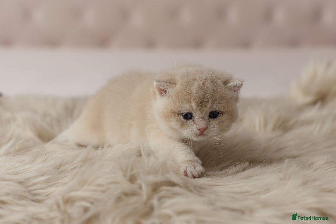British Shorthair cats for sale: Chubby Golden Blue BSH girls - Image 25