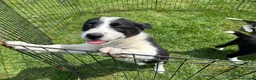 Border Collie dogs for sale: Outstanding Border Collie puppy’s  - Advert 4