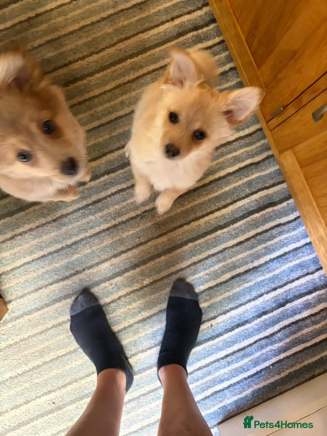 Pomchi dogs for sale: Pomchi puppies in High Wycombe - Advert 9