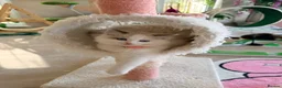Ragdoll cats for sale: Beautiful fluffy TICA Ragdoll babies from champion - Advert 8