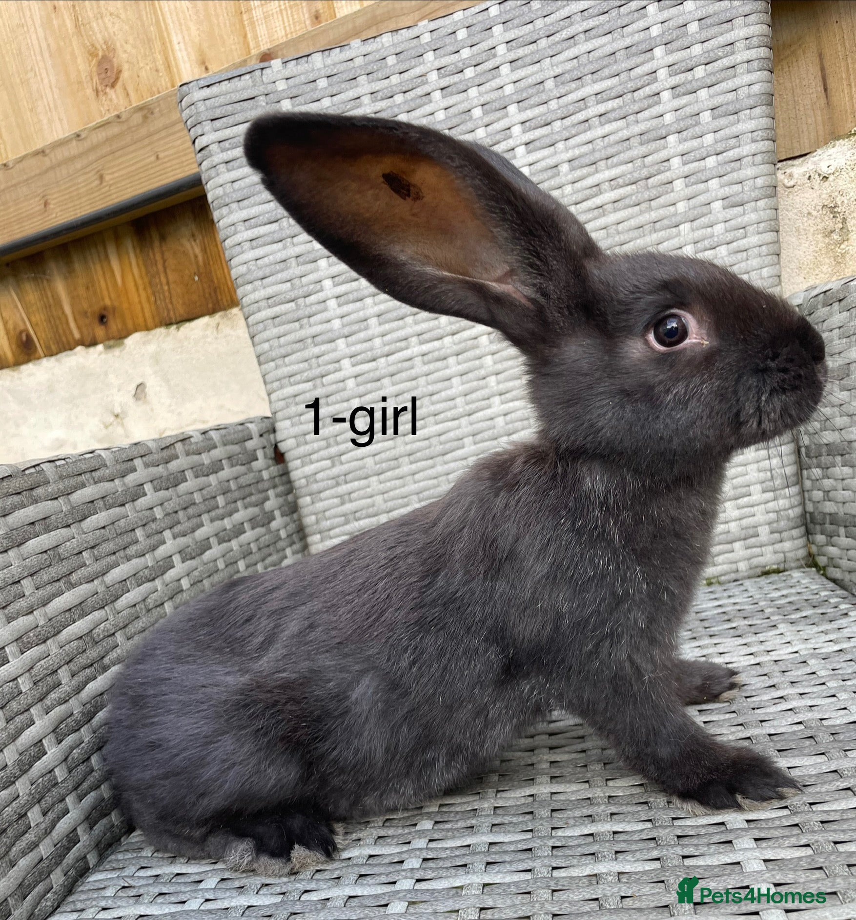 Continental Giant rabbits for sale: 🐇 pure bred continental giants 🐇  - Advert 1