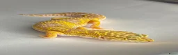 Leopard Gecko reptiles for sale: CB25 Tremper albino proven breeder  - Advert 3