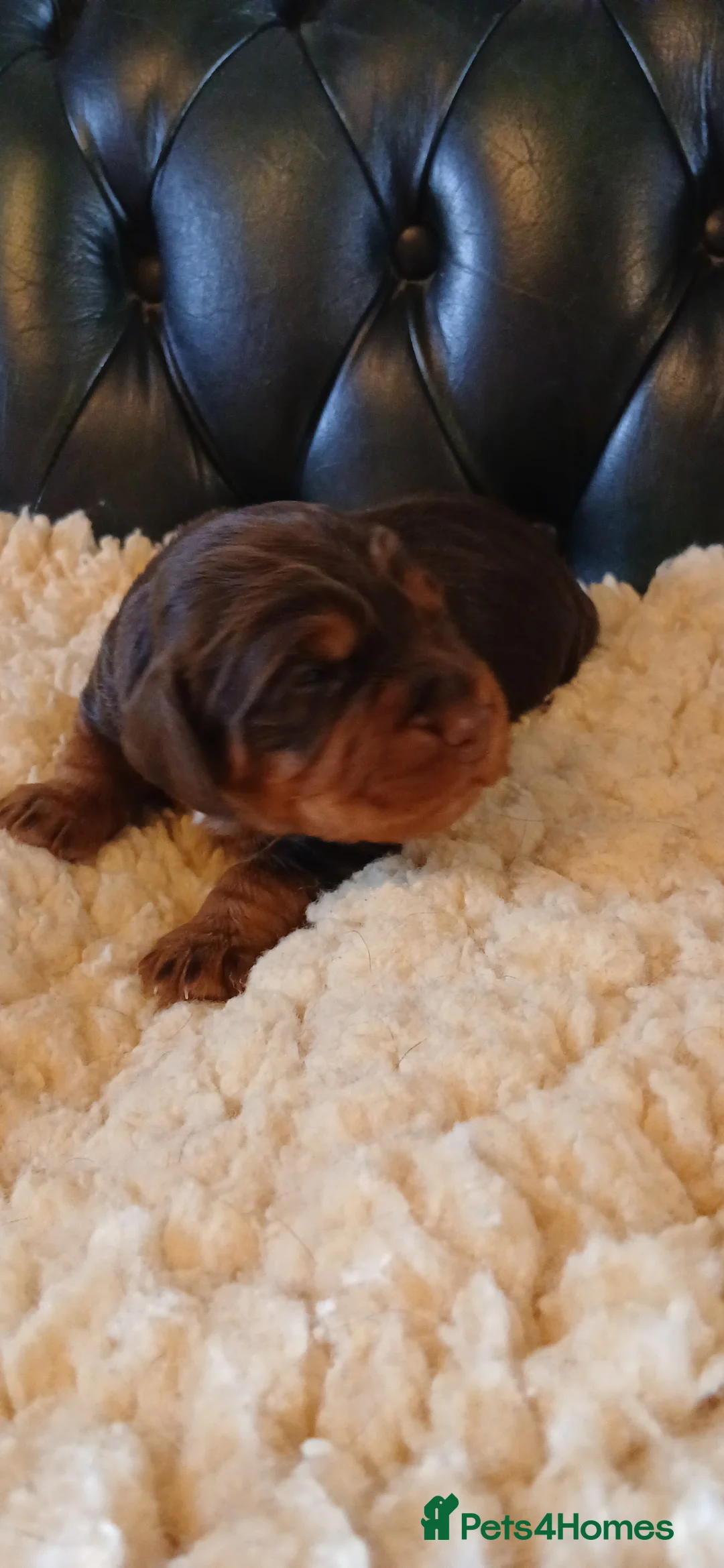 Cocker Spaniel dogs for sale: Kc Reg Health tested working Cocker spaniels  - Advert 17