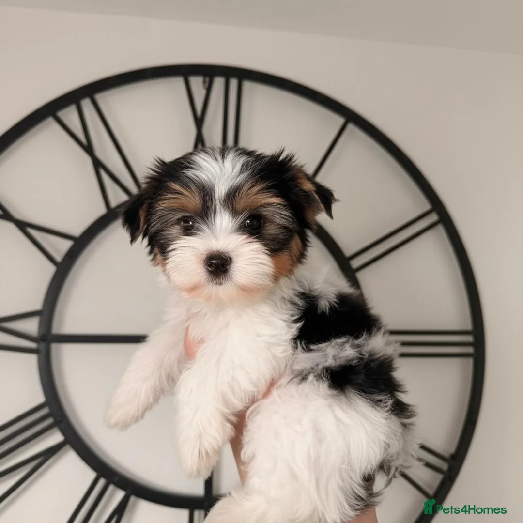 Yorkshire Terrier dogs for sale: Tiny Biewer Yorkshire Terrier Boy – DNA Tested - Advert 1