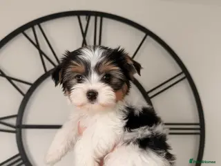 Yorkshire Terrier dogs Tiny Biewer Yorkshire Terrier Boy – DNA Tested - Advert 12