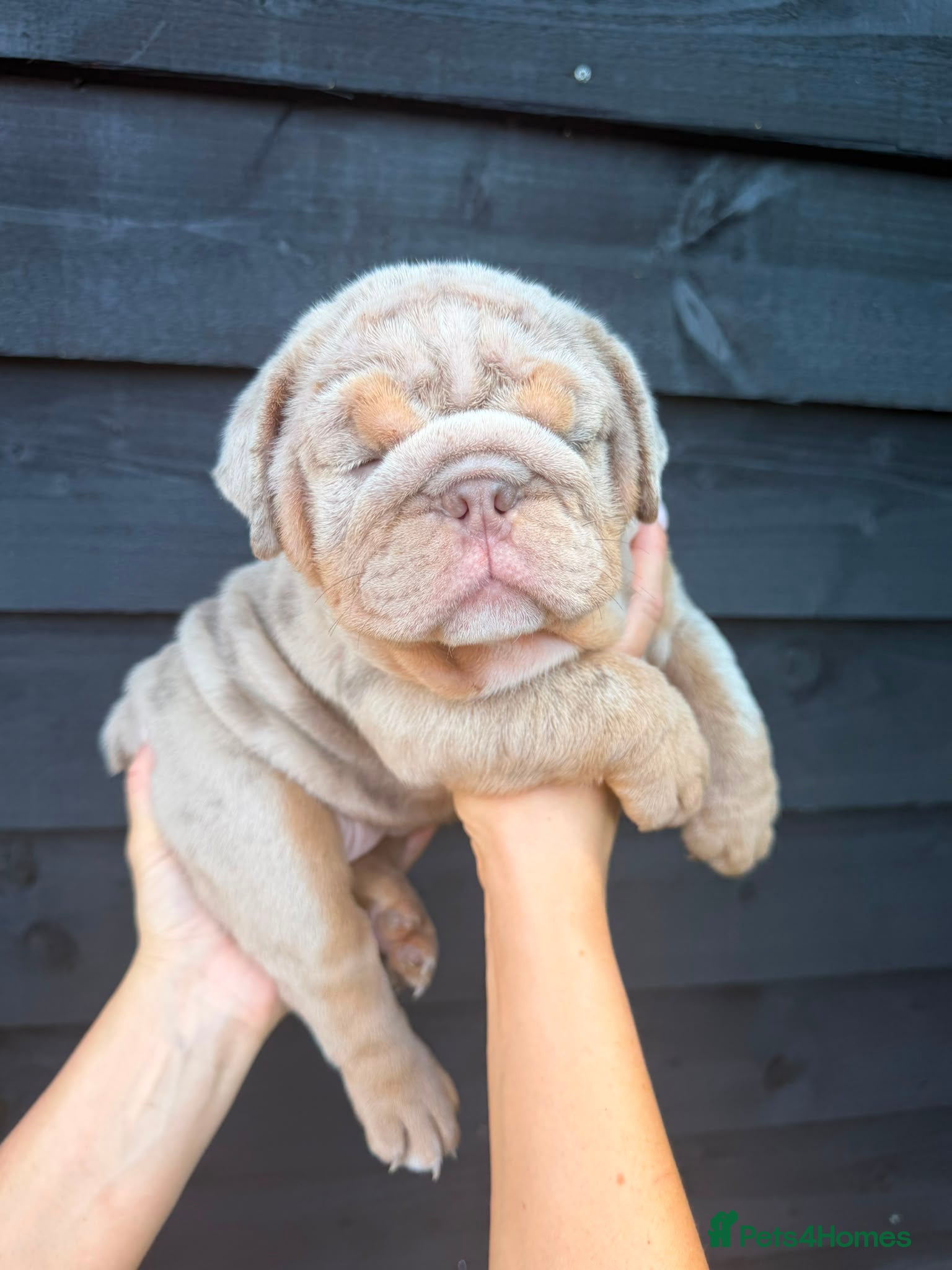 English Bulldog dogs KC English Bulldog Puppies - Advert 2