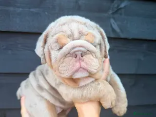 English Bulldog dogs KC English Bulldog Puppies - Advert 2