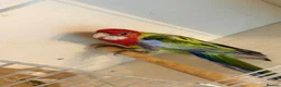 Parakeets birds for sale: Eastern Rosella in Wigan - Advert 3