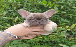 French Bulldog dogs for sale: 2 beautiful puppies available 😍  - Image 9