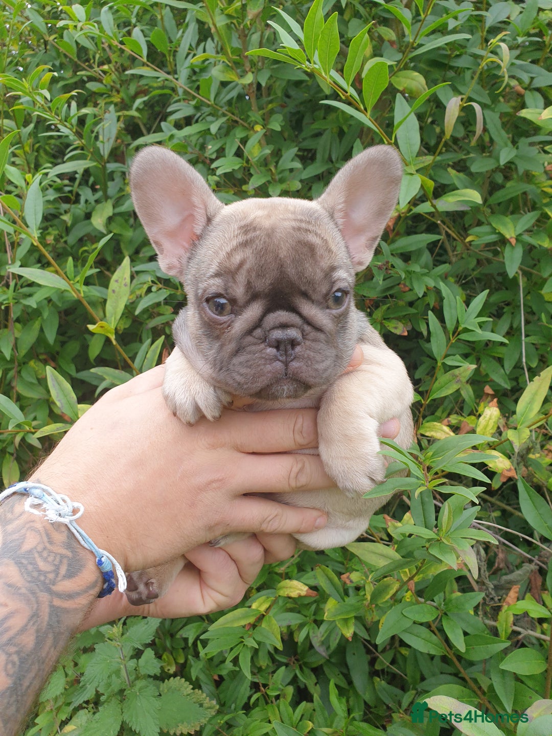 French Bulldog dogs for sale: 2 beautiful puppies available 😍  - Image 9