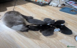 Ragdoll cats for sale: Ragdool x  - Image 3