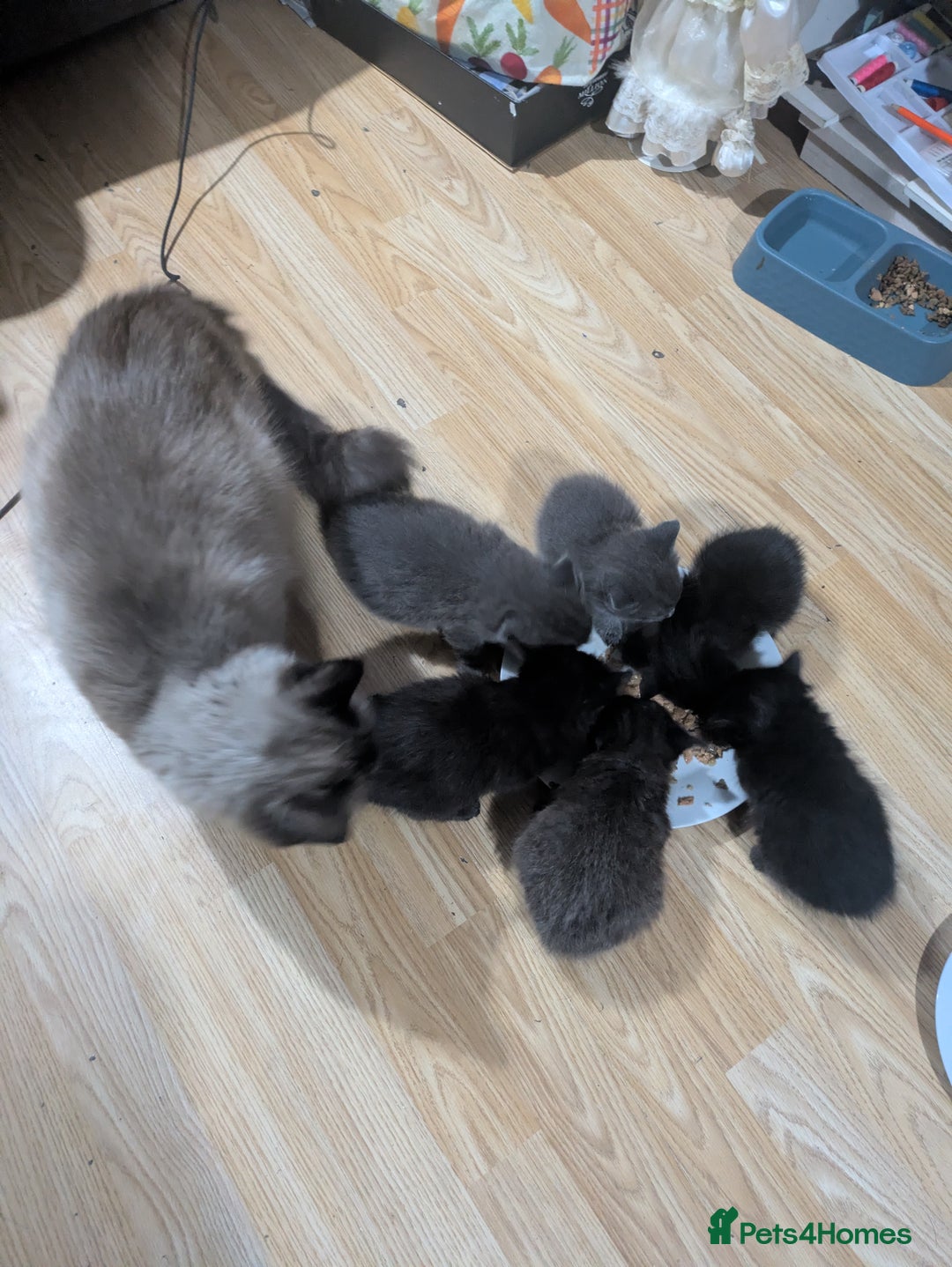 Ragdoll cats for sale: Ragdool x  - Image 3