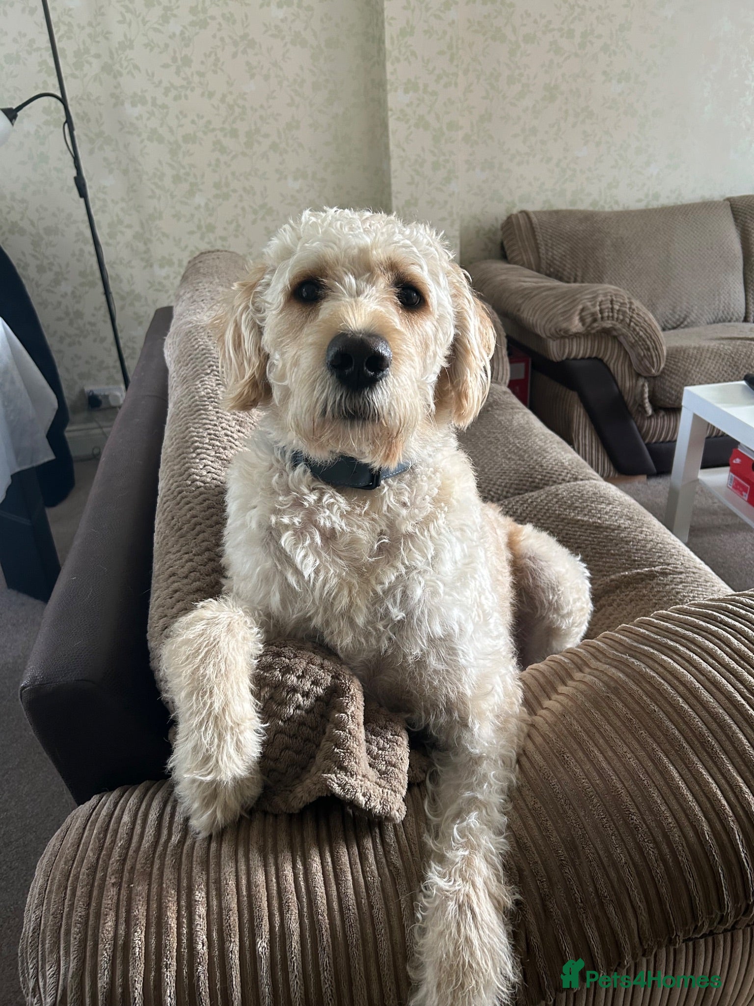 Labradoodle dogs Handsome Labradoodle  - Advert 1