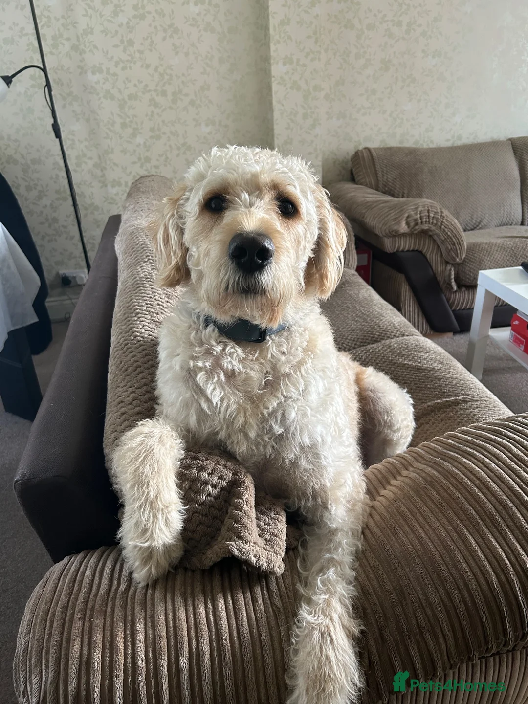 Labradoodle dogs for stud: Handsome Labradoodle  in Carlisle - Advert 1