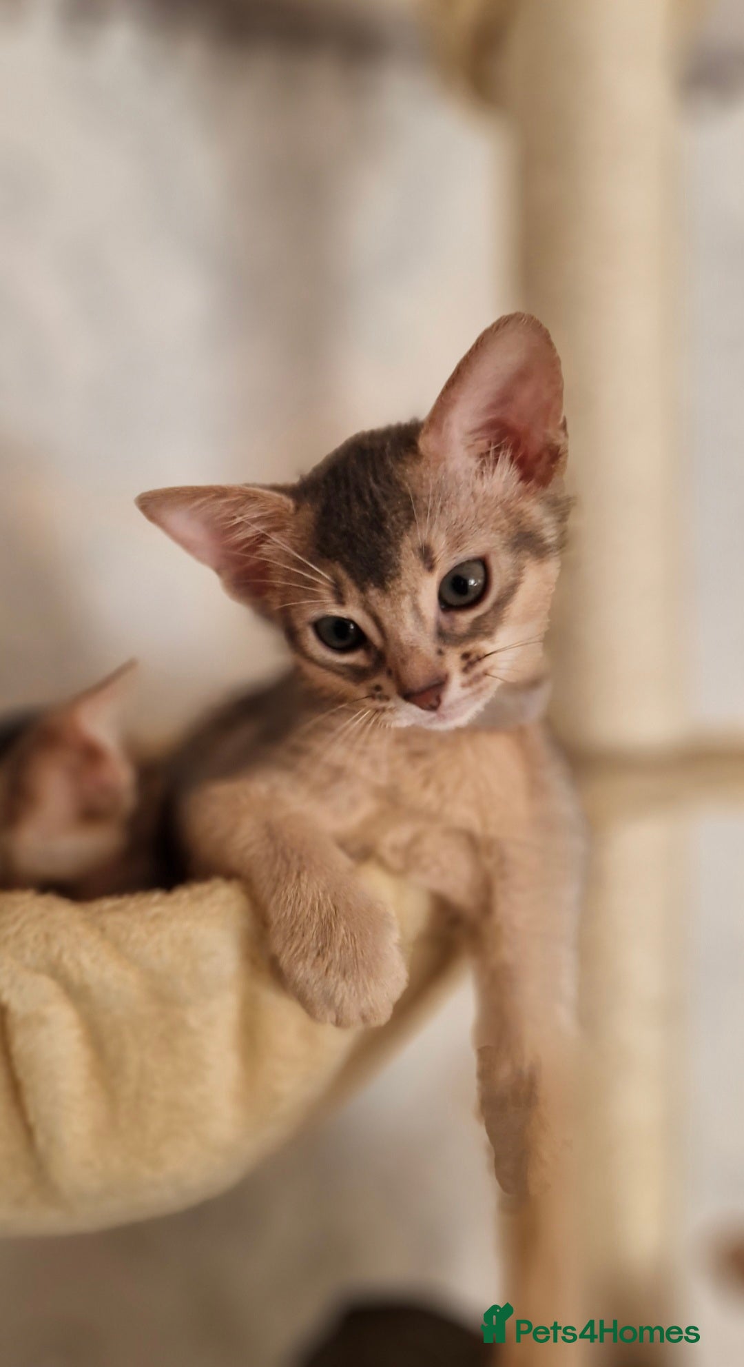 Abyssinian cats for sale: Abyssinian Kittens - Image 10
