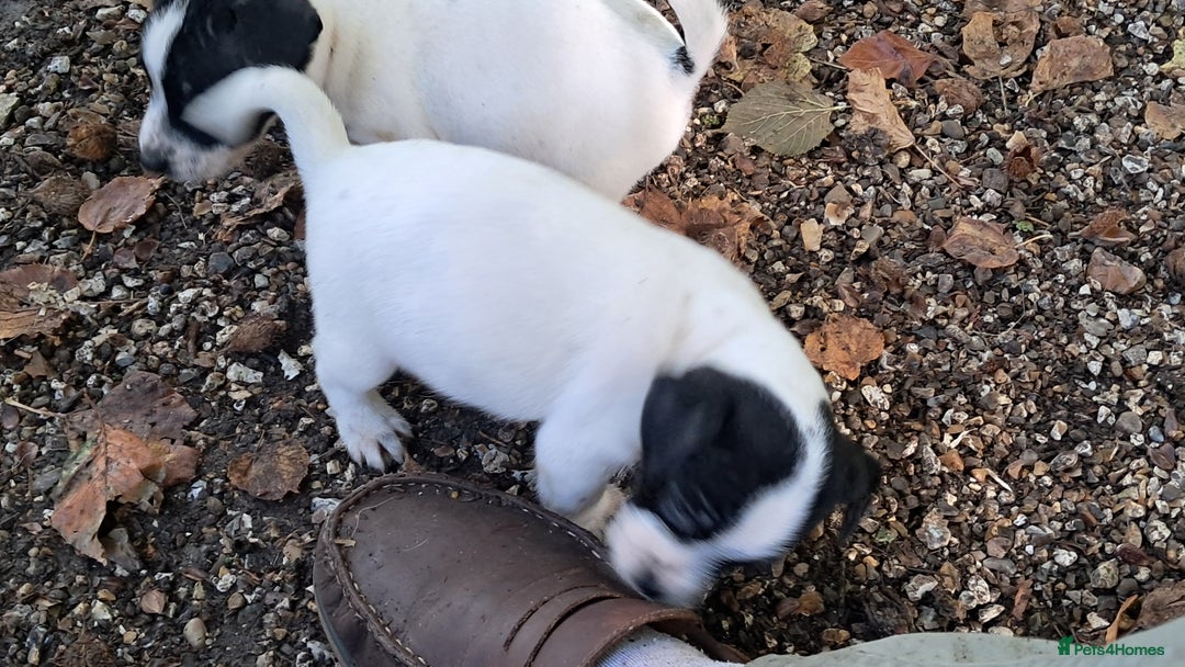 Jack Russell dogs for sale: KC Jack Russell pups, DNA Clear- LOA, SCA, PLL - Advert 10