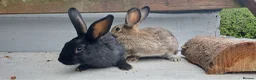 Mixed Breed rabbits for sale: Rabbits black or brown available - Advert 1