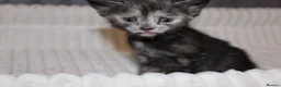 British Shorthair cats for sale: Stunning british short hair kittens 🐱  - Advert 22
