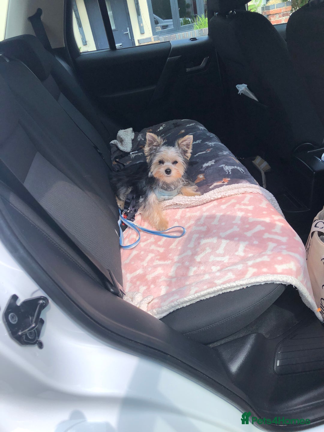 Morkie dogs for sale: Morkie Boy  - Advert 5