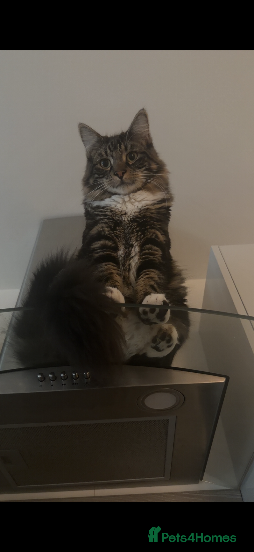 Mixed Breed cats for sale: Luna and Franky  - Advert 3