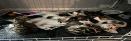 Mixed Breed cats for sale: 5 beautiful kittens ready for amazing homes in Birmingham - Advert 7