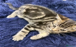 Mixed Breed cats for sale: Beautiful kittens for sale - Image 2