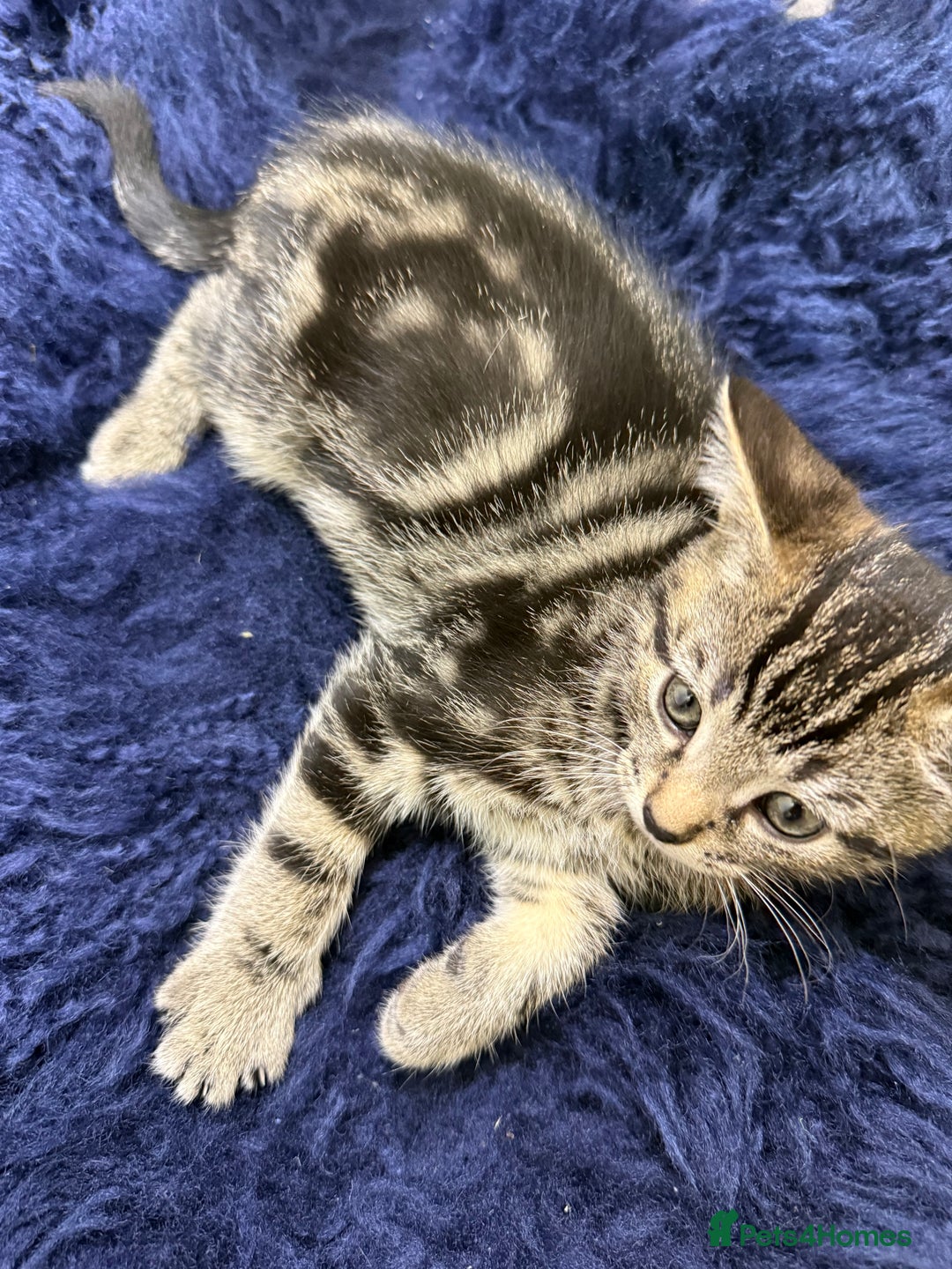 Mixed Breed cats for sale: Beautiful kittens for sale - Image 2