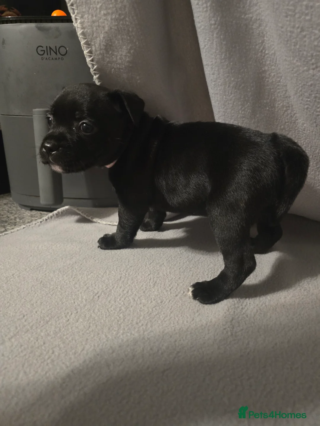 Staffordshire Bull Terrier dogs for sale: Staffordshire bullterrier (LAST 1 ) ready to go - Advert 32