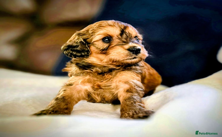 Cockapoo dogs - Advert 5