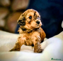 Cockapoo dogs - Advert 10