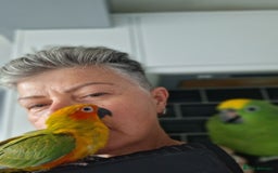 Conures birds for sale: Free Flying Sun Conure - Image 2