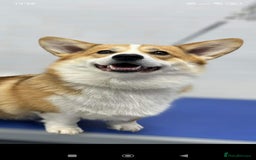 Welsh Corgi Pembroke dogs for sale: Stunning Welsh Pembroke Corgi pups KC registered - Image 10